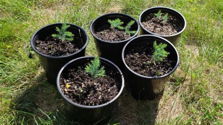 Do cedar trees grow from seed