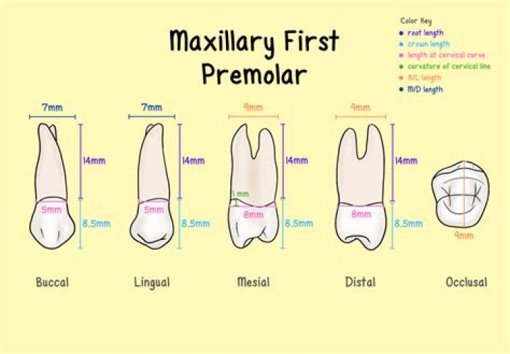 Do humans have sectorial premolar