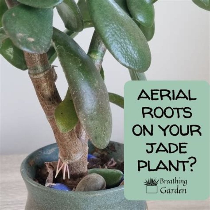 Do jade plants like crowded roots