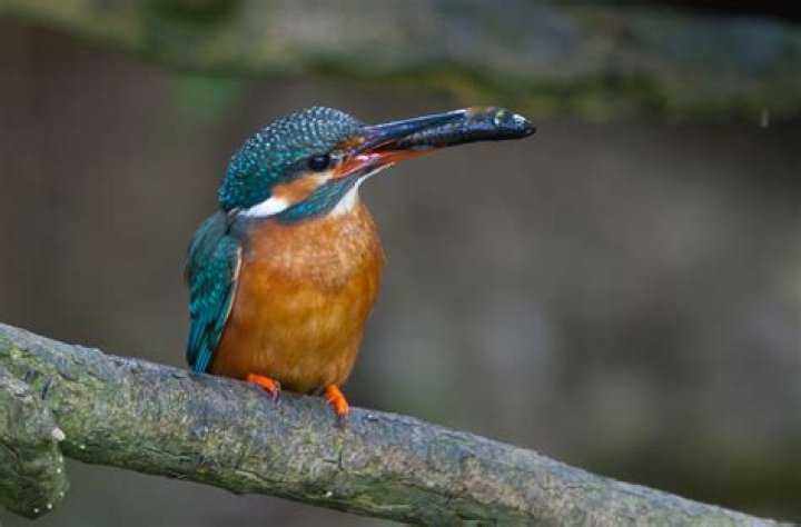 Do kingfishers come out in winter