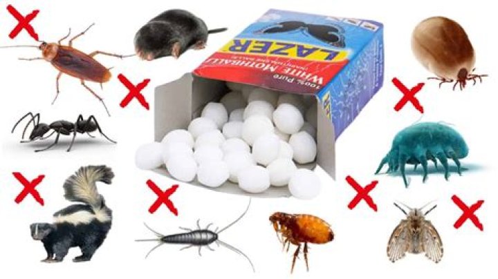 Do moth balls get rid of bugs