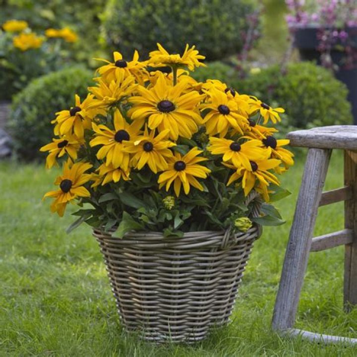 Do Rudbeckia come back every year