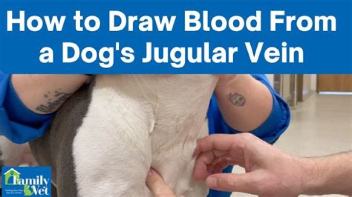 Do vets draw blood from dogs neck