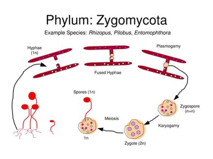 Do Zygomycota reproduce asexually
