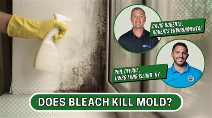 Does bleach kill mold permanently