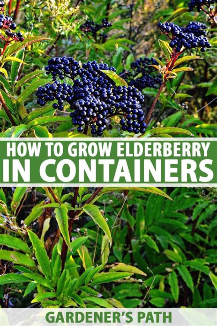 Does elderberry grow in Australia