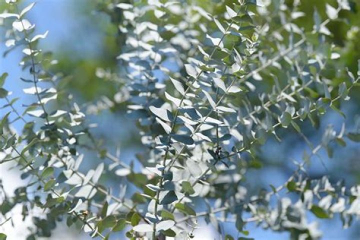 Does eucalyptus oil repel spiders