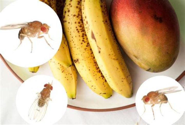 Does freezing kill fruit fly eggs