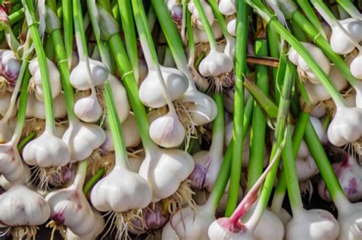 Does garlic grow in South Florida