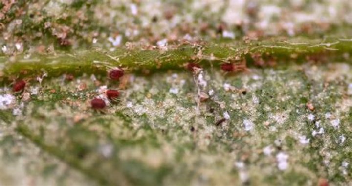 Does garlic oil kill spider mites