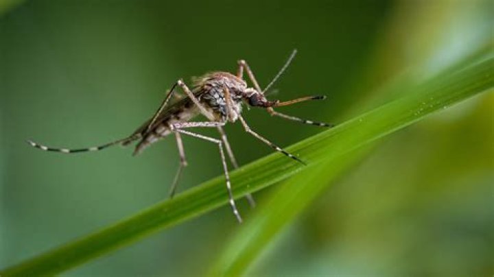 Does Hairspray attract mosquitoes