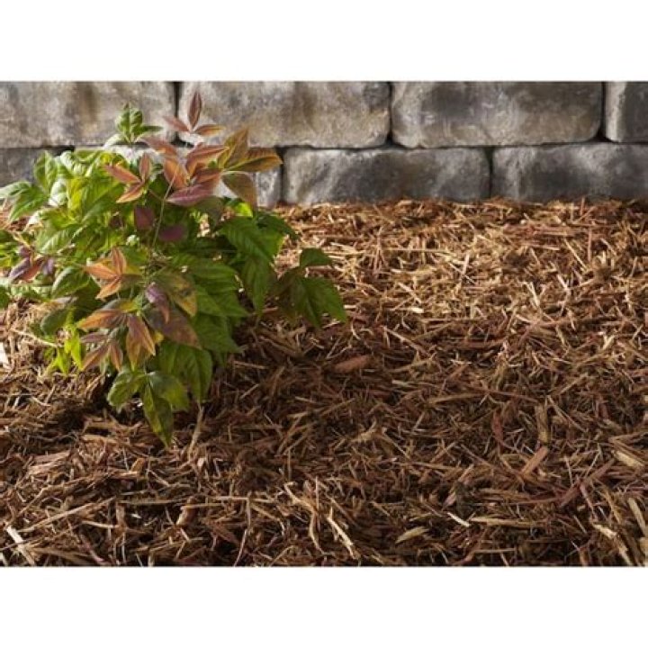 Does Home Depot carry cedar mulch
