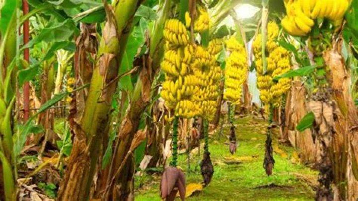 Does Home Depot sell banana trees