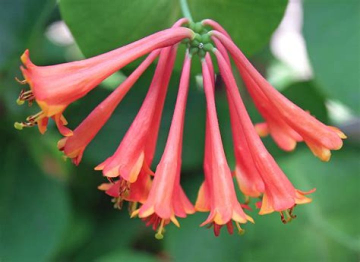 Does honeysuckle like acidic soil