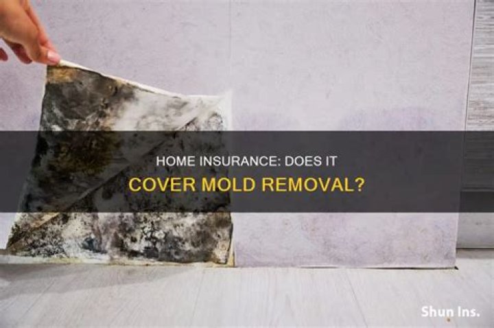 Does insurance cover mold removal
