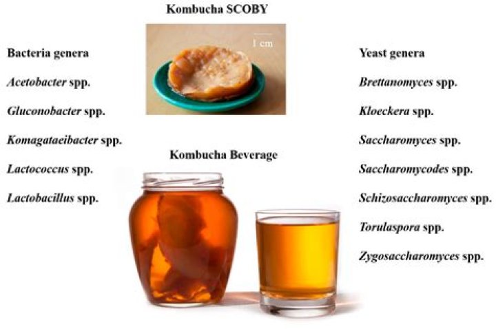 Does Kombucha come out of clothes