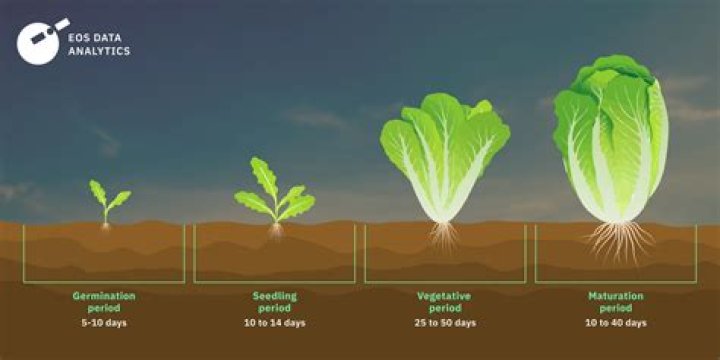 Does lettuce come back every year