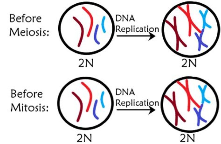 Does meiosis have DNA replication