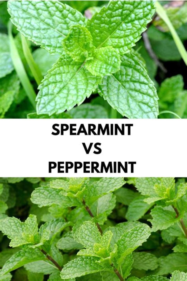 Does mint taste good in green tea