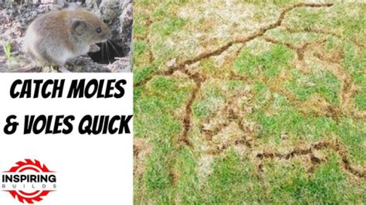 Does mole repellent work on voles