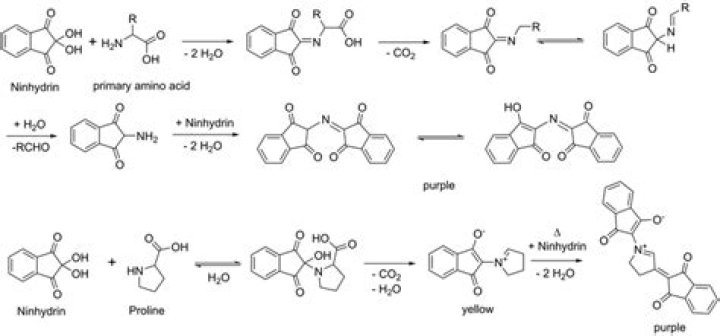 Does ninhydrin react with proline