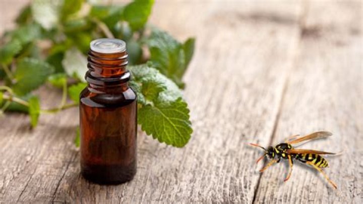 Does peppermint plant repel wasps