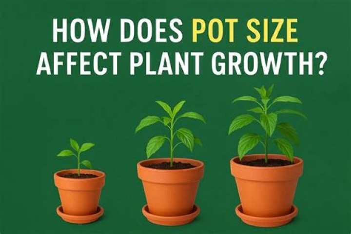 Does pot size affect plant growth