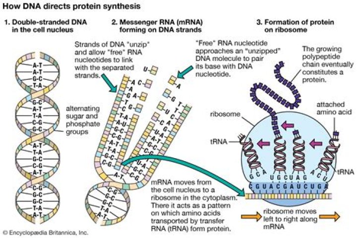 Does RNA replicate in the nucleus