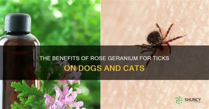 Does rose geranium oil kill ticks