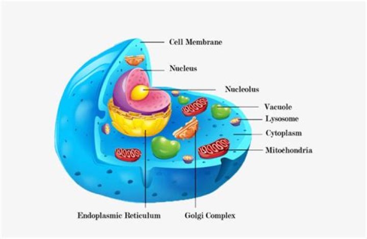 Does the animal cell have vacuole