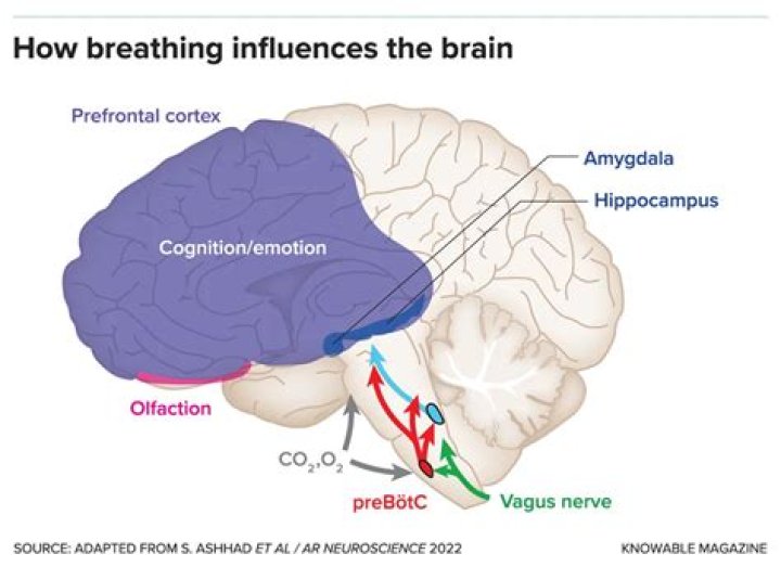 Does the brain control swallowing