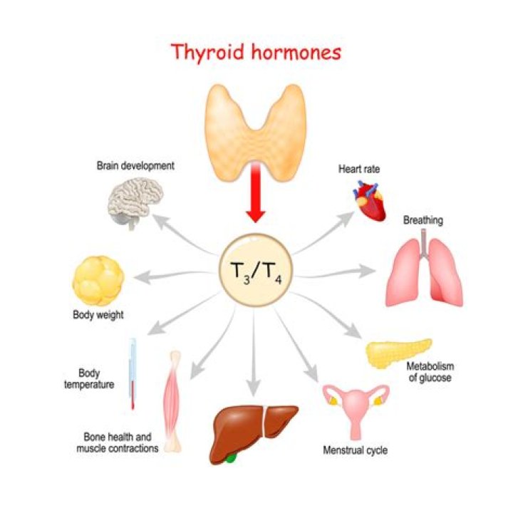 Does the thyroid produce cortisol