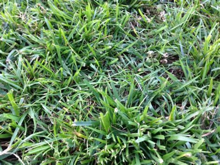 Does turf type tall fescue spread