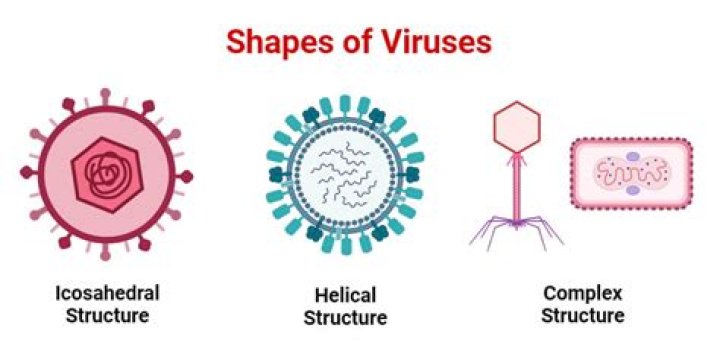 How are animal viruses classified