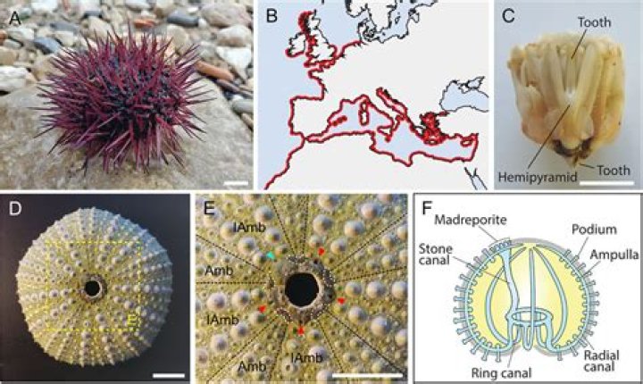 How are sea urchin eggs collected