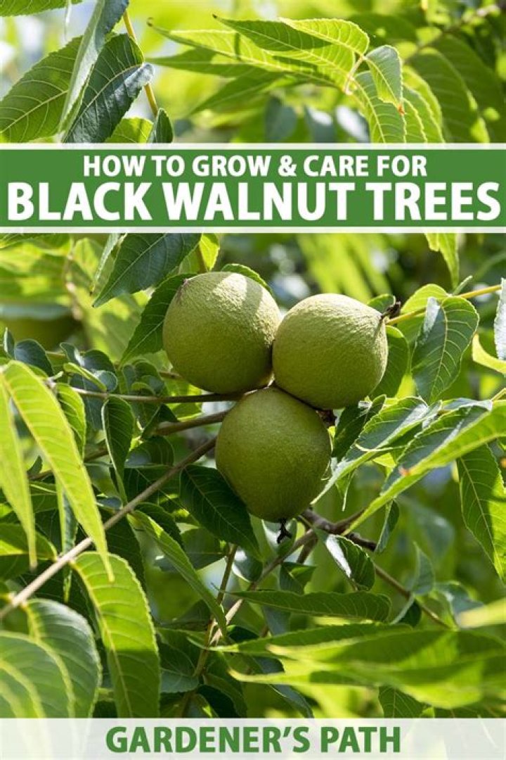 How big do black walnut trees get