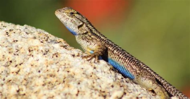 How big do blue belly lizards get