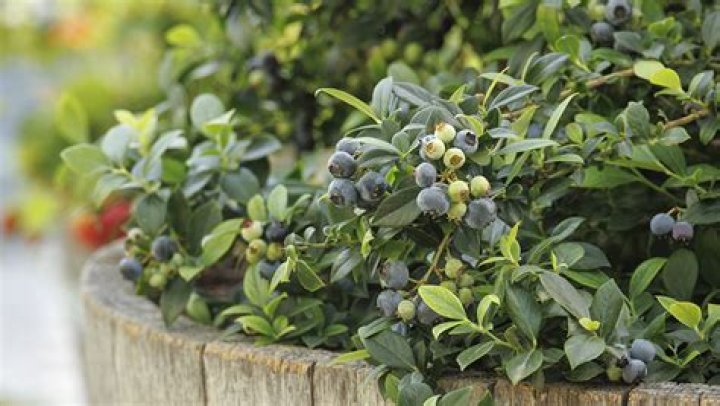 How big do blueberries bushes get