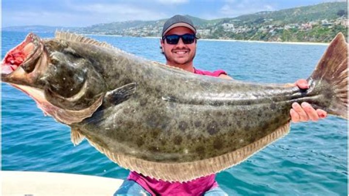 How big do California halibut get