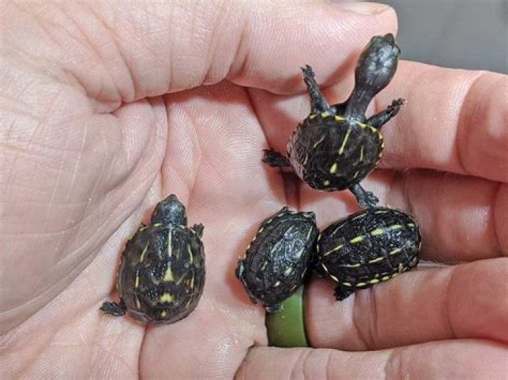 How big do common mud turtles get