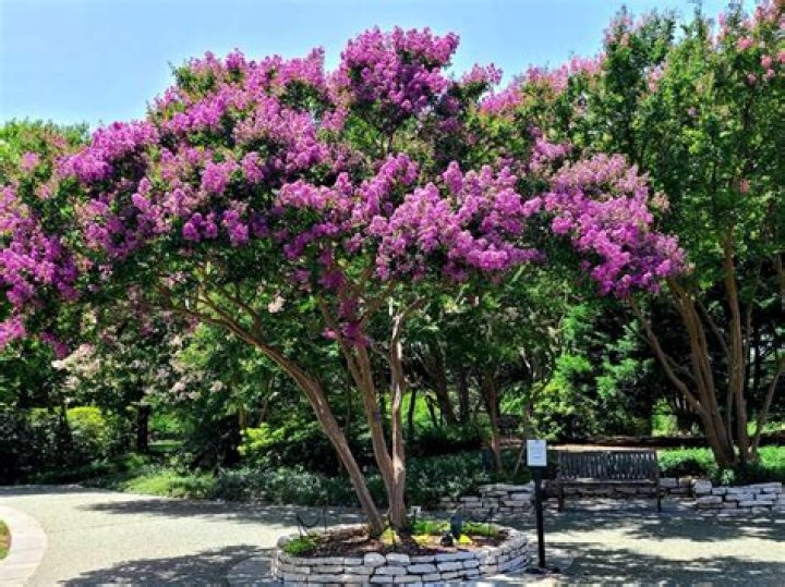 How big do crepe myrtle trees get