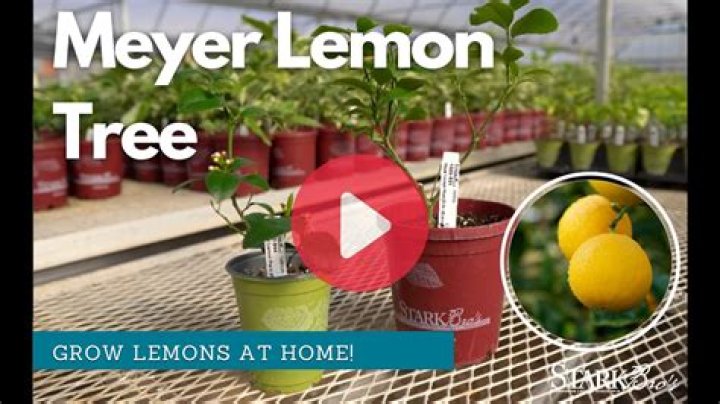 How big do Meyer lemon trees grow