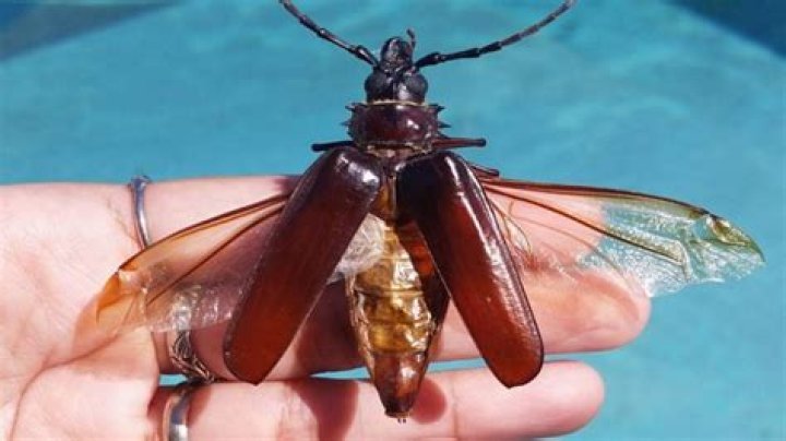 How big do palo verde beetles get