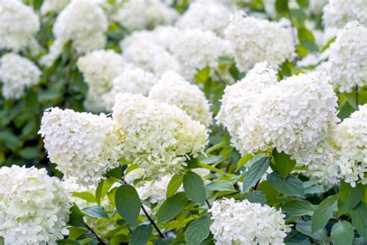 How big do Pee Gee hydrangeas get