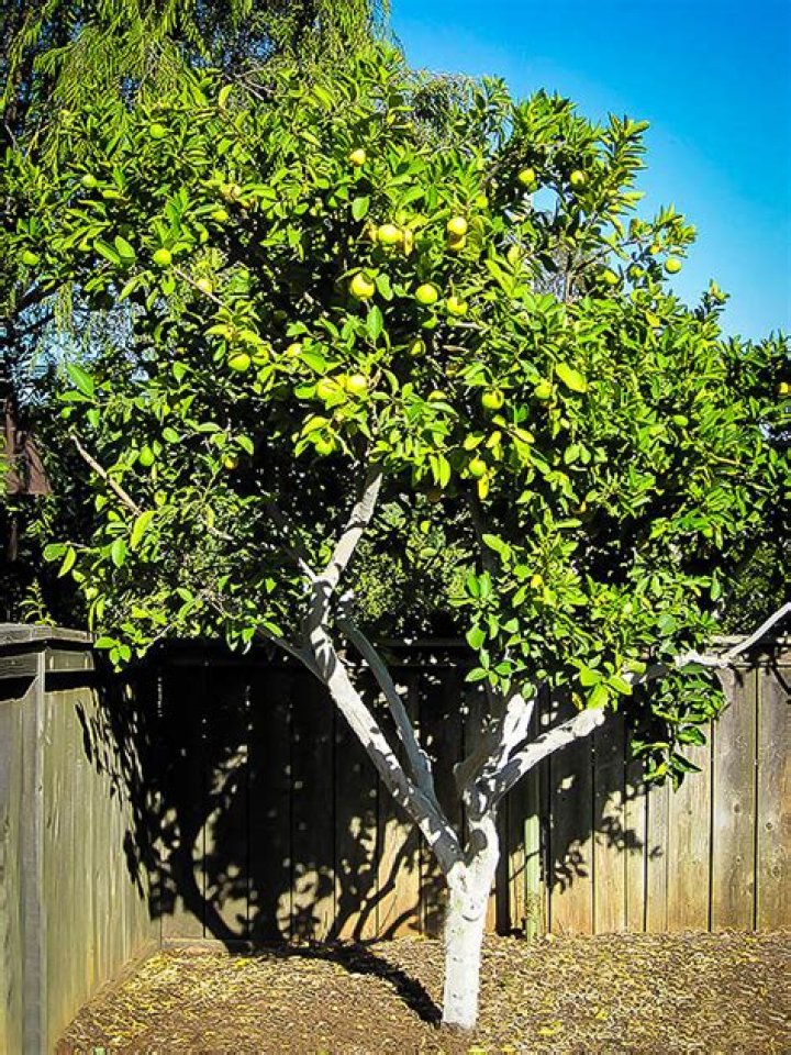 How big do Persian lime trees get