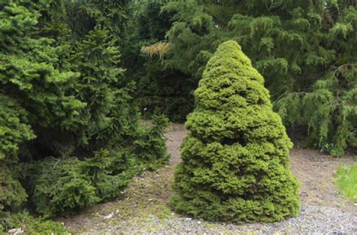 How big does a Alberta spruce get