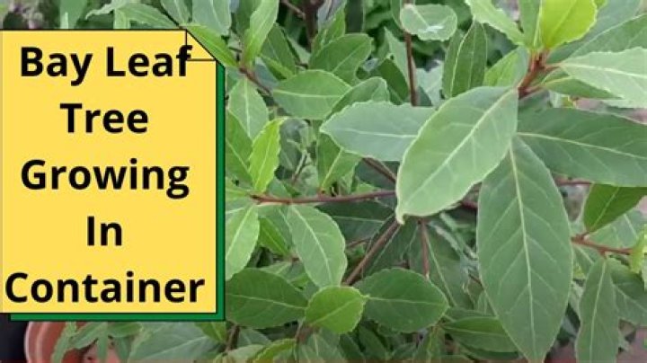 How big does a bay leaf tree grow