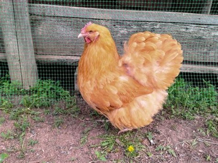 How big does a buff Orpington get