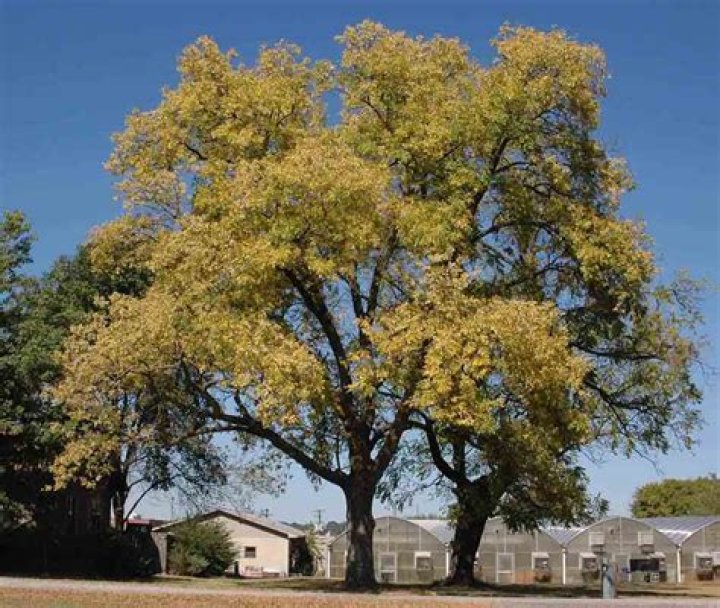 How big does a green ash tree get
