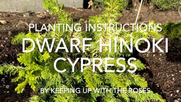 How big does a hinoki cypress get